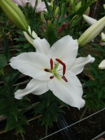 [4303 Arletta VZ No02.JPG]